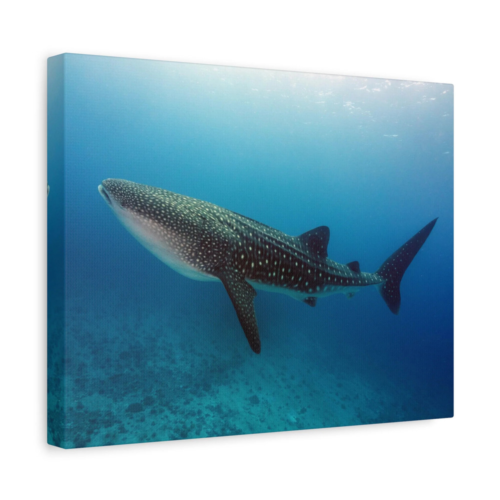 Majestic Whale Shark Art Majestic Whale Shark Print Animal Wall Art Wildlife